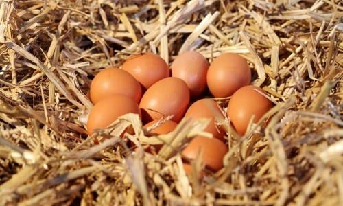 Jak rozumět organickým vejcím?