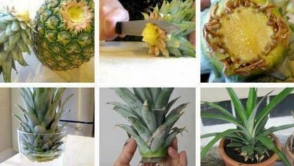 Jak pěstovat ananas doma?