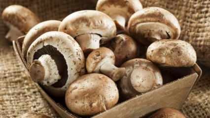 Jak porozumět čerstvosti houby? Jak uchovávat houby? Tipy pro vaření hub