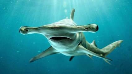  Děsivé obrázky! Žralok kladivoun u pobřeží Floridy.