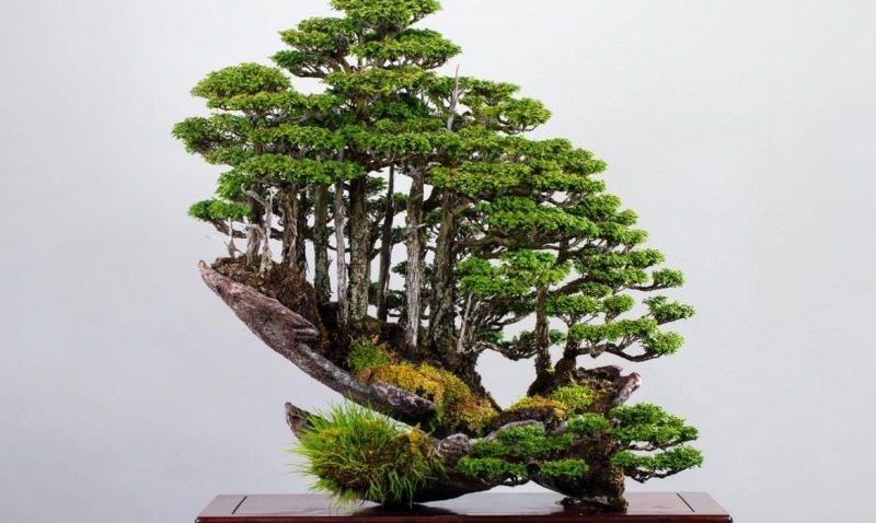 funkce stromu bonsaje