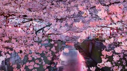Co znamená Sakura? Neznámé vlastnosti květu sakura
