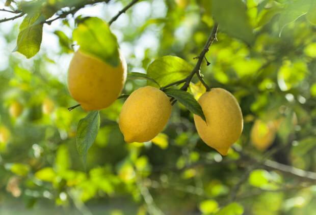 Prolnutí citronem