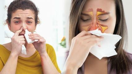 Co je dobré na ucpaný nos? Řešení ucpaného nosu bez léků!