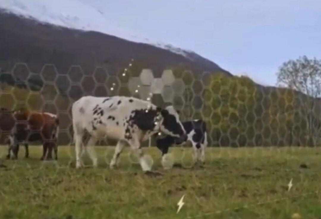 Virtuální plot se začal testovat na zvířatech