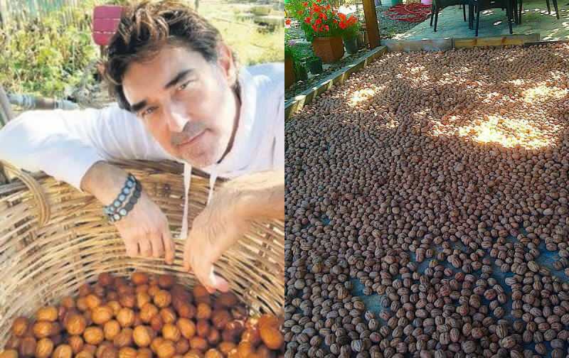Burak správně sbíral vlašské ořechy na své farmě