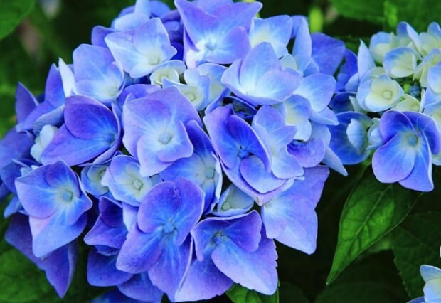 Modrá hortenzie