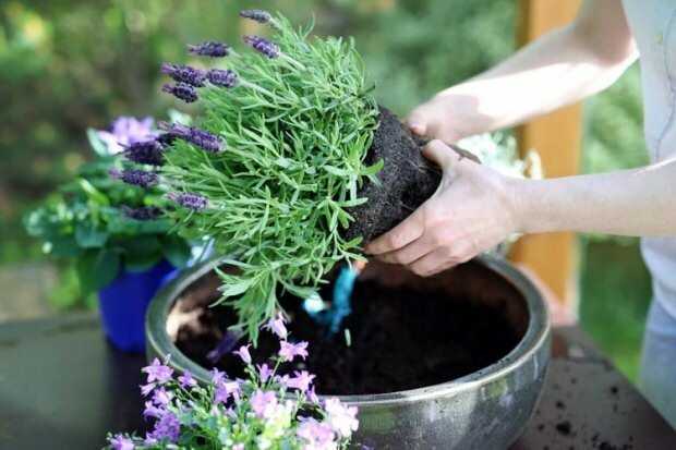 Jak pečovat o květy levandule, rozmnožování a pěstování doma