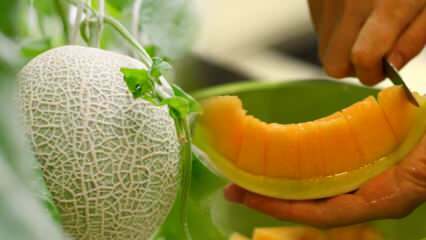 Jak vybrat nejjednodušší meloun? Klíč k výběru sladkých melounů, jako je med