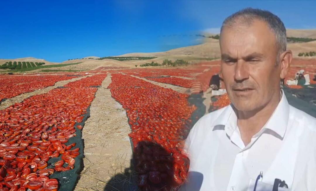 V Malatyi začala sklizeň rajčat na sušení!