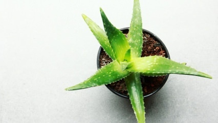 Jak je péče o Aloe vera? Péče o Aloe vera v zimě