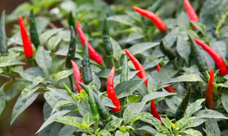 Jak pěstovat zelené papriky v květináčích? Jaké jsou triky pěstování papriky doma?