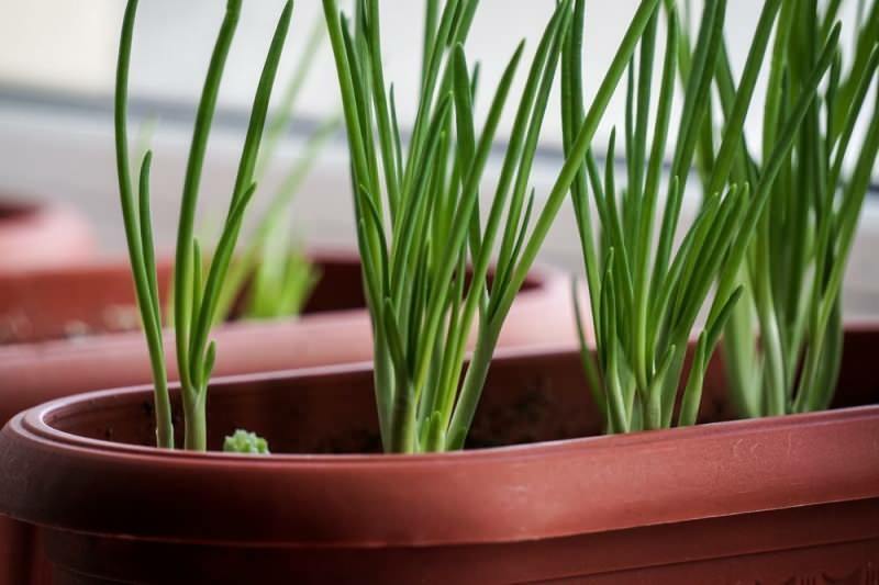 Jak pěstovat zelenou cibuli v květináčích? Tipy pro pěstování jarní cibulky