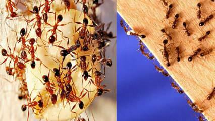 Jak zničit mravence v domě? Co dělat, jak se zbavit mravenců, nejúčinnější metoda
