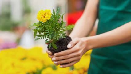Důvody pro pěstování rostlin doma? Je škodlivé pěstovat květiny doma?