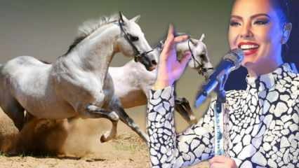 Osud zpěváka Ebru Gündeşova milionového koně byl vyhlášen!