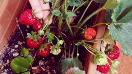 Jak pěstovat jahody v květináči? Nejpraktičtější způsob pěstování jahod