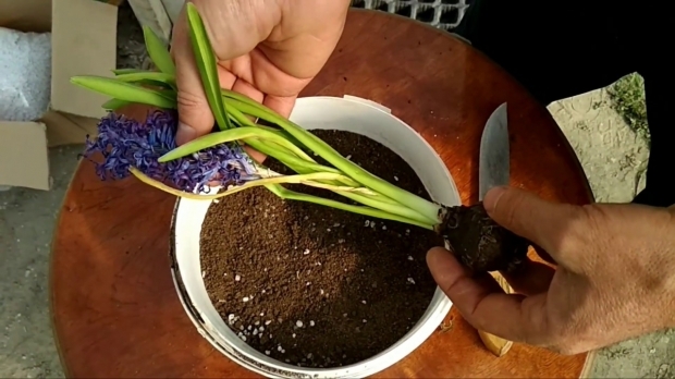 Hyacint péče o květiny