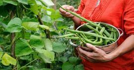 Jak se pěstují zelené fazolky? Způsoby pěstování fazolí v půdě a bavlně