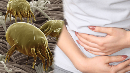 Kde je nejšpinavější část těla a jak se čistí? Jaké jsou nemoci způsobené parazity? 