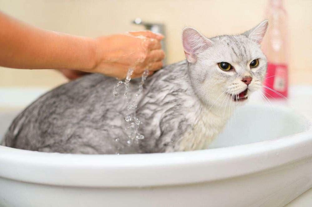 Jak umýt kočku