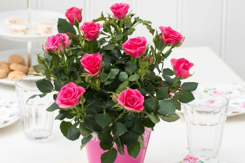 Jak pěstovat růže v květináčích? Tipy pro pěstování růží doma ...