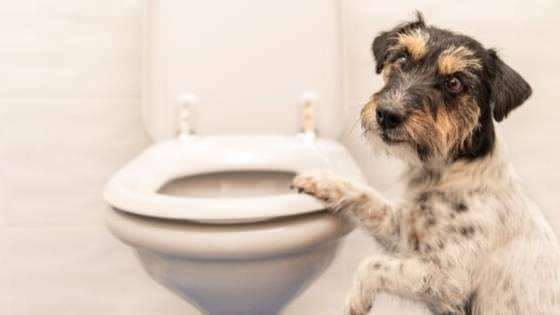 Jak si vyrobit psí toaletní návyky