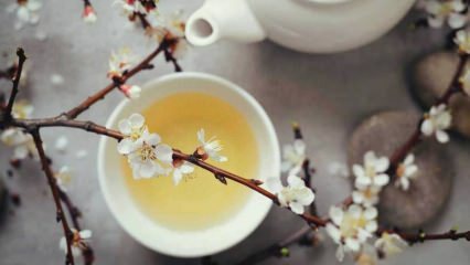 Zeštíhlující bílý čaj