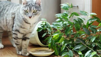 Jak jsou kočky drženy mimo rostliny?