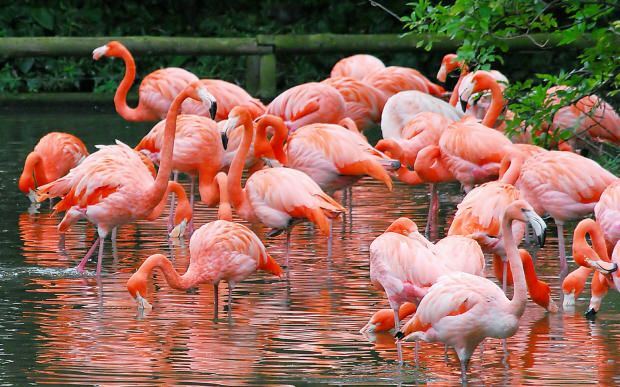 Kde je Flamingo Village? Jak se tam dostat? Kolik stojí snídaně?