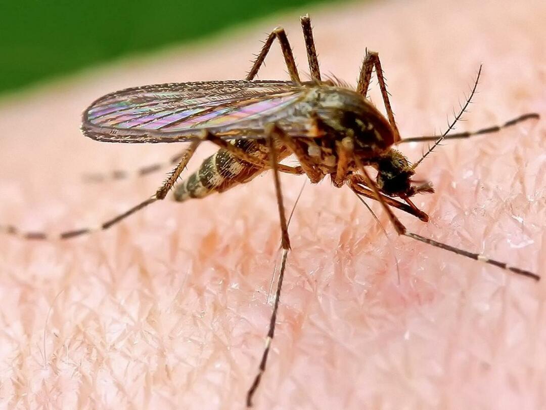 Proč komáři štípou některé lidi více?