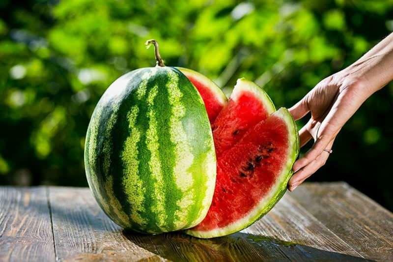 jak si vybrat meloun