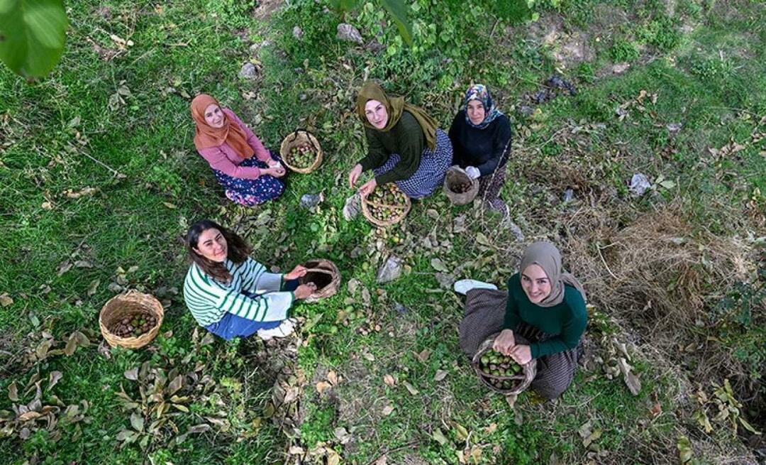 Ženy z Van distribuují vlašské ořechy do Turecka pod značkou "Ahtamara"