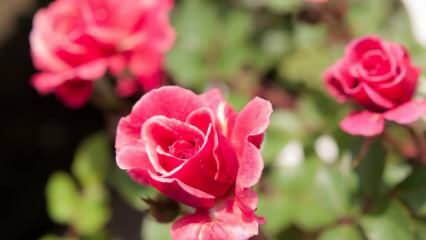 Jak pěstovat růže v květináčích? Tipy pro pěstování růží doma ...