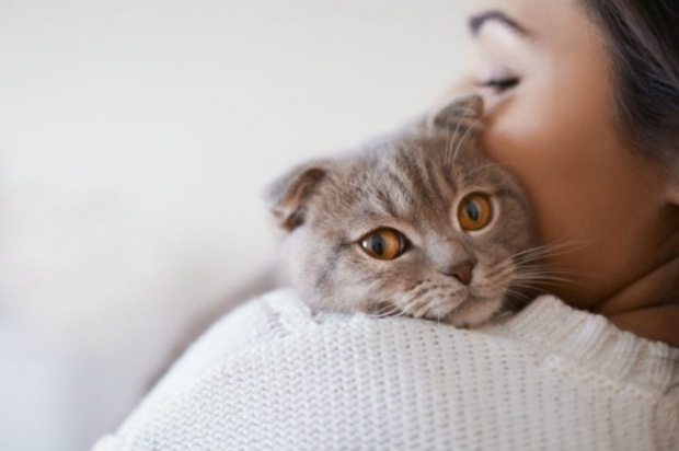Jak zabránit stresu koček? 