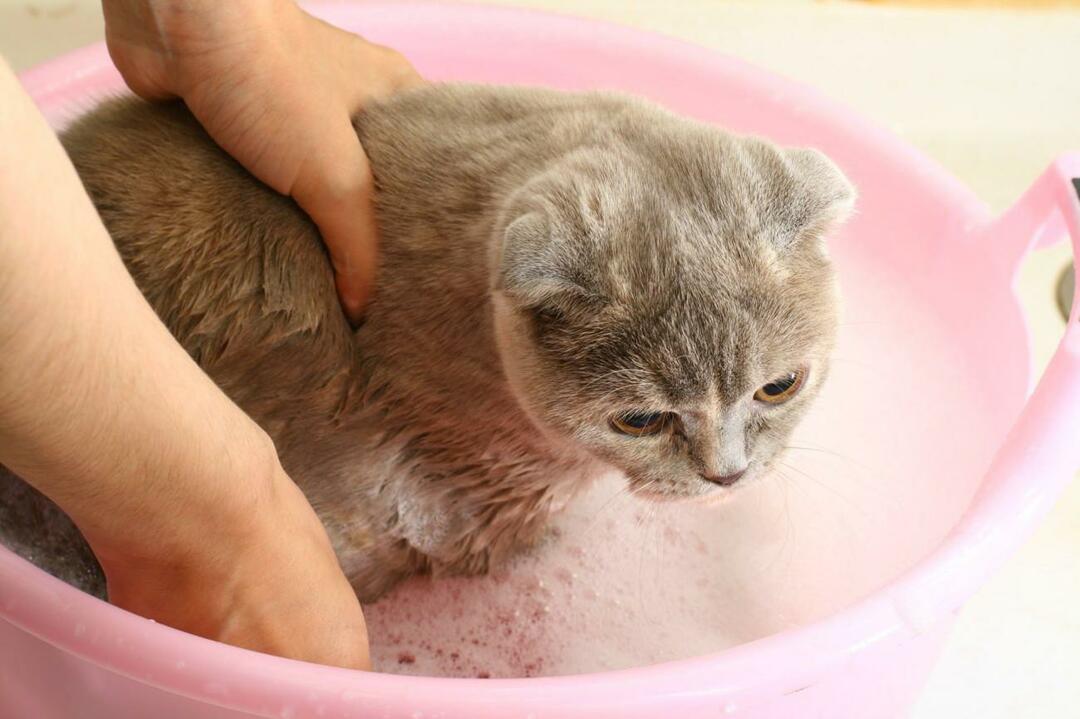 jak umýt kočky