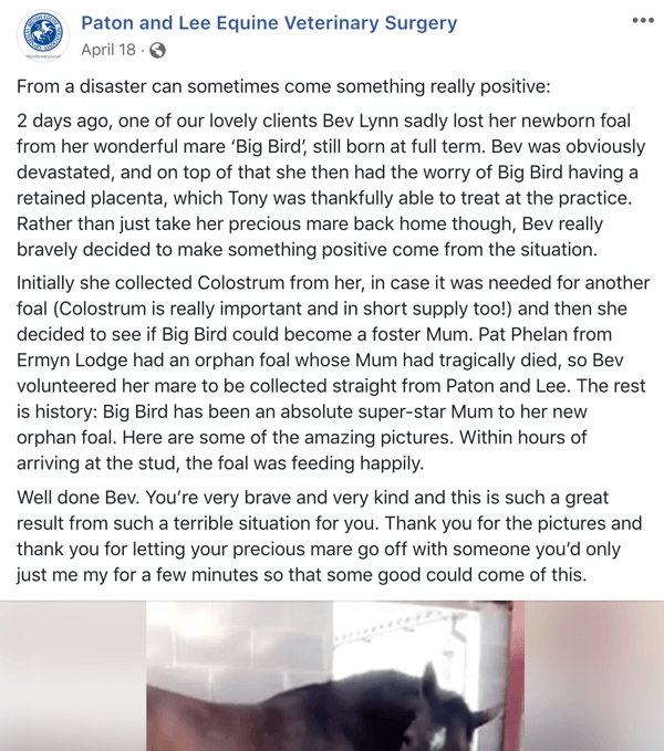 Příklad příspěvku na Facebooku s příběhem od Patona a Lee Equine Veterinary Surger.