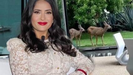 Hollywoodská hvězda Salma Hayek sdílela jelen, který vstoupil na zahradu svého domova na sociálních médiích!
