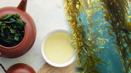 Jaké jsou výhody mechu? Jak si vyrobit čaj z mořských řas a k čemu je dobrý?