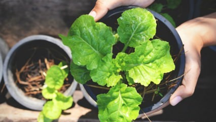 Jak pěstovat rukolou doma? Způsoby, jak pěstovat rukolou v květináčích
