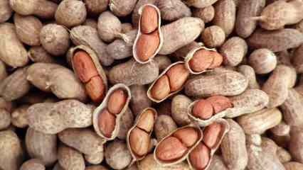 Jaké jsou výhody arašídů? Pokud konzumujete hrst arašídů denně... 