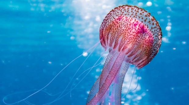 Co by se mělo dělat s bodnutím medúzy? Zajímavosti o medúze ...
