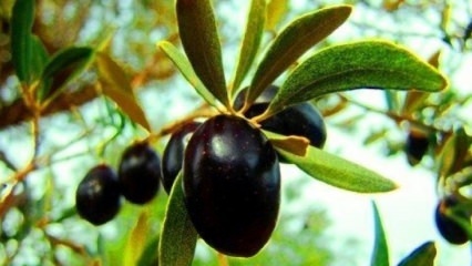 Jak se starat o olivovník doma? 