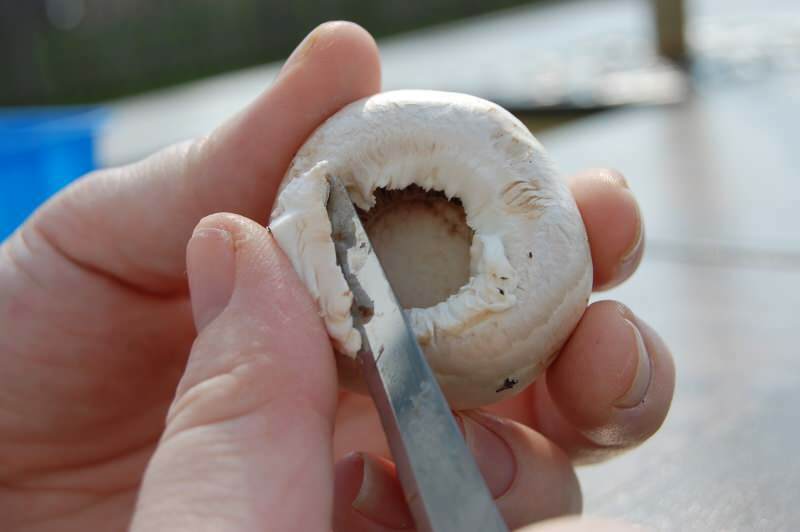 Jak čistit houbu? Triky mytí hub ...
