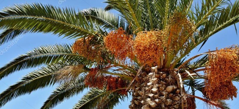 Co je to palma? Jaké jsou vlastnosti palmy, jak ji pěstovat