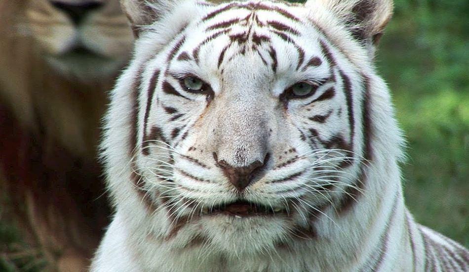 Bílý tygr v zoo šíří nebezpečí