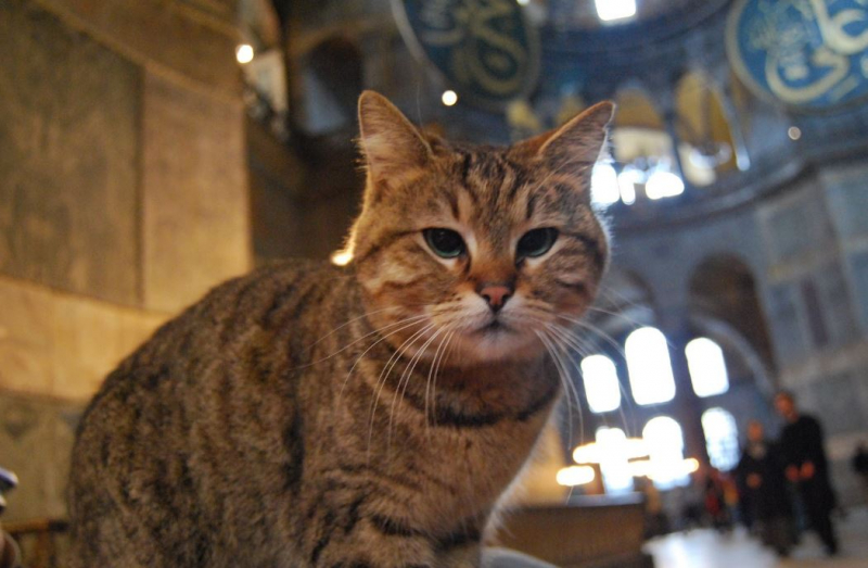 Kočka Hagia Sophia Gli