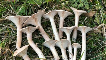 Jaké jsou nejcennější houby naší země? Které cesty byste měli při hledání hub sledovat?