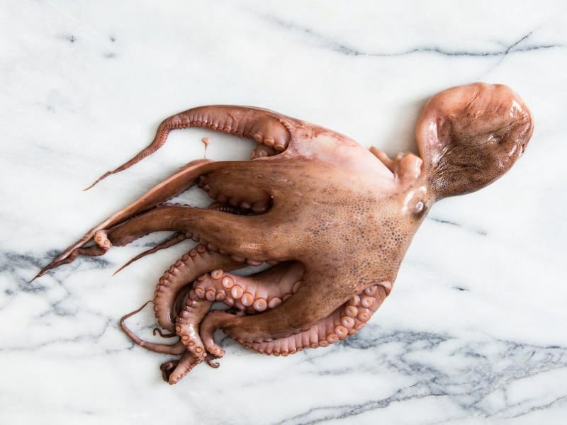 Jak čistit a vařit chobotnici doma? Nejjednodušší technika vaření chobotnice
