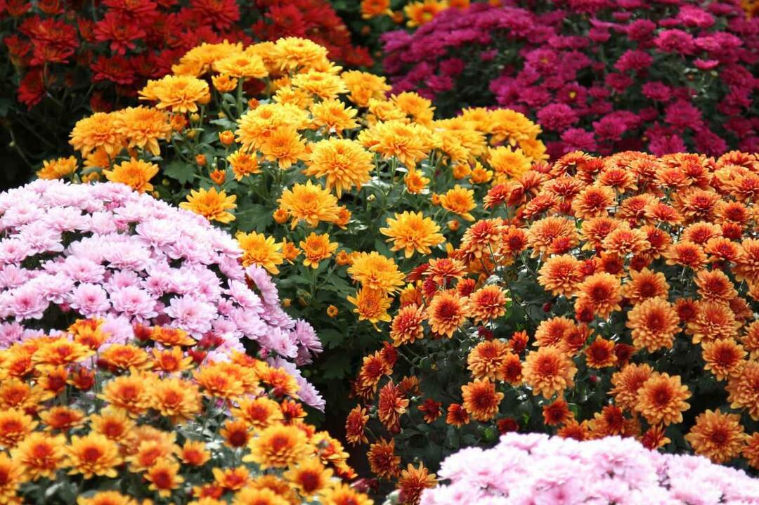 Barvy květu chryzantémy 